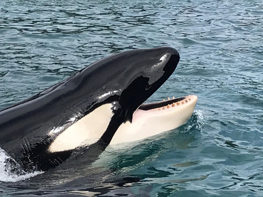 STUDIU. Balenele cu dinți își folosesc nasul pentru a produce cele mai puternice sunete