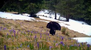 VIDEO. Imagini spectaculoase au fost surprinse în Parcul Național Piatra Craiului cu un cocoș de munte în căutarea unui partener