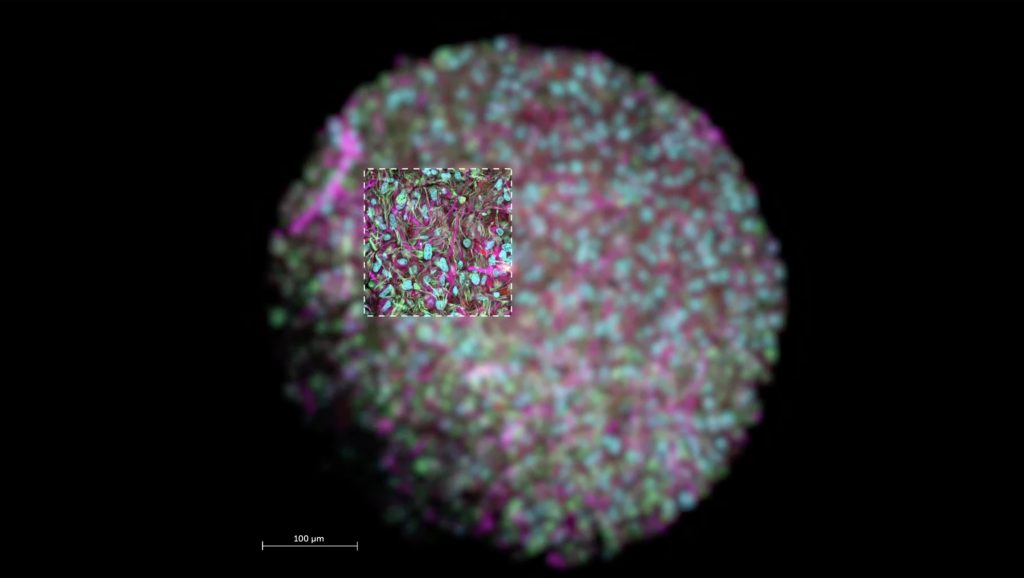 Oamenii de știință cresc un nou model de embrion uman, fără spermatozoizi sau ovule