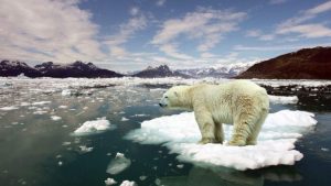 Încălzirea globală extremă va elimina probabil toate mamiferele, inclusiv oamenii. Noul studiu arată că acest fenomen se va întâmpla în 250 de milioane de ani