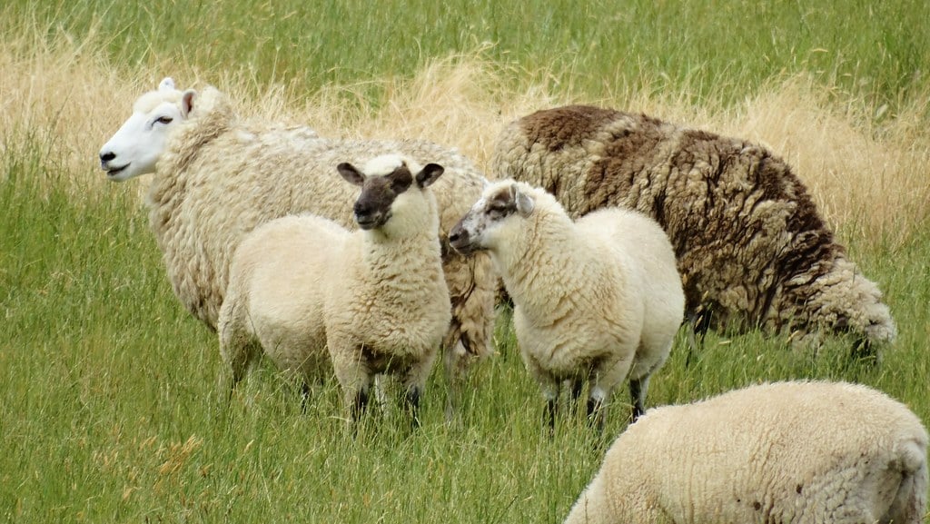 O turmă de oi din Grecia a invadat o seră și a mâncat peste 100 de kilograme de canabis. Ce s-a întâmplat apoi cu animalele