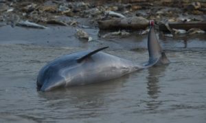 Peste o sută de delfini au fost găsiți morți în Amazonia braziliană. Temperaturile record ale lacului ar fi cauza