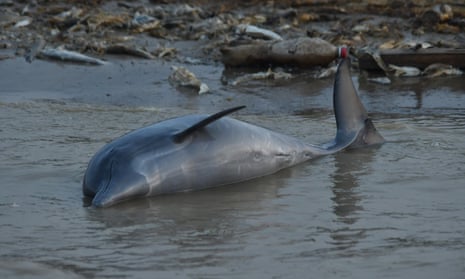 Peste o sută de delfini au fost găsiți morți în Amazonia braziliană. Temperaturile record ale lacului ar fi cauza