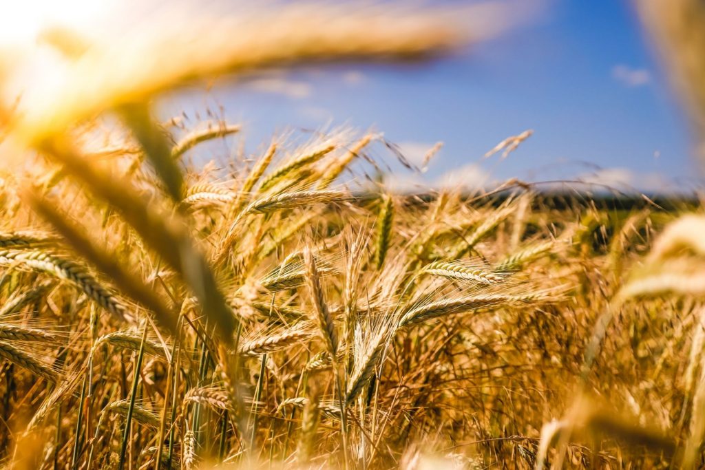 Ce mâncăm anul acesta? Conceptul UE „farm to fork” câștigă teren în România