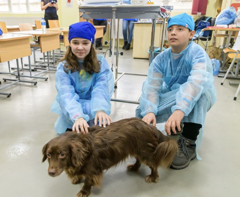 „Respectul față de animale” devine materie pentru elevi. Proiectul pilot e implementat în şcolile din judeţul Ilfov