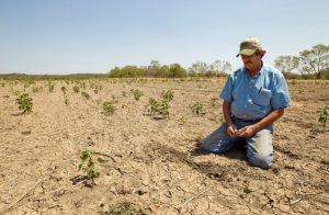 Fenomenele meteorologice afectează foarte tare agricultura. Fermier: „În această perioadă se pot preconiza scăderi de producție la porumb, din cauza caniculei”