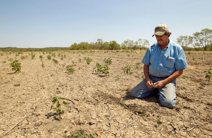 Fenomenele meteorologice afectează foarte tare agricultura. Fermier: „În această perioadă se pot preconiza scăderi de producție la porumb, din cauza caniculei”