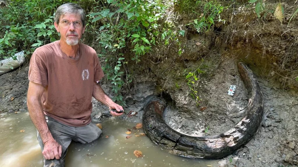 Un vânător amator de fosile găsește colțul intact al unui mamut columbian