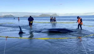 Aproape 30 de balene au fost salvate de pe o plajă din Noua Zeelandă