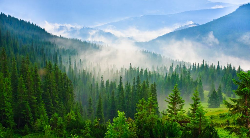 STUDIU. Privitul peisajelor naturale poate reduce durerea fizică, nu doar disconfortul psihologic