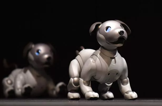 În Italia se deschide primul magazin de câini-robot. Ei răspund comenzilor și pot interacționa cu oamenii