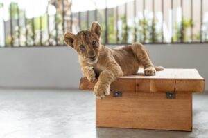 Cum au ajuns leii animale de companie în casele bogaților thailandezi