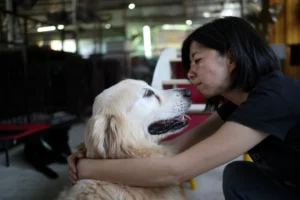 China schimbă regulile ospitalității. Turiștii pot închiria câine de companie pentru o noapte ca să le țină de urât