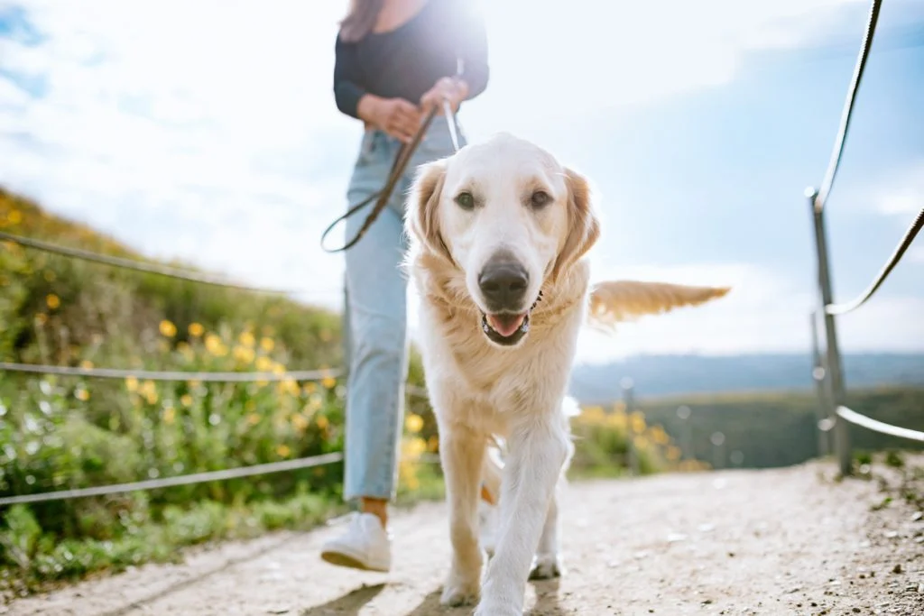 Persoanele care au câini prezintă un risc cu 40% mai mic de a dezvolta demență. Ce beneficii au animalele asupra creierului